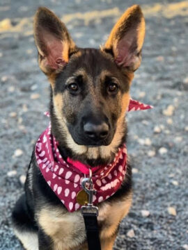 Alternative view of Global Mamas Big Dog Scarves Assorted Colors